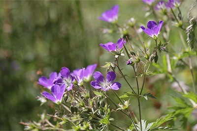Fauna und Flora im Pfossental