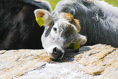 Kalb