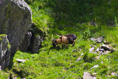 Ziegen im Pfossental